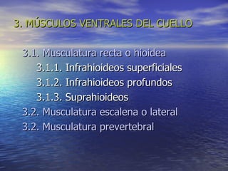 3. MÚSCULOS VENTRALES DEL CUELLO 3.1. Musculatura recta o hioidea 3.1.1. Infrahioideos superficiales 3.1.2. Infrahioideos profundos 3.1.3. Suprahioideos 3.2. Musculatura escalena o lateral 3.2. Musculatura prevertebral 
