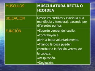 Soporte ventral del cuello. Contribuyen a abrir la boca voluntariamente. Fijando la boca pueden contribuir a la flexión ventral de la cabeza.  Respiración. Deglución. FUNCIÓN Desde las costillas y clavícula a la mandíbula y temporal, pasando por diferentes puntos UBICACIÓN MUSCULATURA RECTA O HIOIDEA MÚSCULOS 