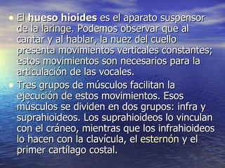 El  hueso hioides  es el aparato suspensor de la  laringe . Podemos observar que al cantar y al hablar, la nuez del cuello presenta movimientos verticales constantes; estos movimientos son necesarios para la articulación de las vocales.  Tres grupos de músculos facilitan la ejecución de estos movimientos. Esos músculos se dividen en dos grupos: infra y suprahioideos. Los suprahioideos lo vinculan con el cráneo, mientras que los infrahioideos lo hacen con la clavícula, el  esternón  y el primer cartílago costal.  