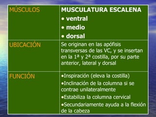 Inspiración (eleva la costilla) Inclinación de la columna si se contrae unilateralmente Estabiliza la columna cervical Secundariamente ayuda a la flexión de la cabeza FUNCIÓN Se originan en las apófisis transversas de las VC, y se insertan en la 1ª y 2ª costilla, por su parte anterior, lateral y dorsal UBICACIÓN MUSCULATURA ESCALENA ventral medio dorsal MÚSCULOS 