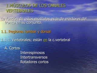 1.MÚSCULOS DE LOS CANALES VERTEBRALES La función de estos músculos es la de erectores del tronco en su conjunto. 1.1. Regiones lumbar y dorsal 1.1.1. Vertebrales; están  en  la c.vertebral A. Cortos Interespinosos Intertransversos Rotadores cortos 