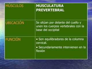 Son equilibradores de la columna cervical. Secundariamente intervienen en la flexión FUNCIÓN Se sitúan por delante del cuello y unen los cuerpos vertebrales con la base del occipital UBICACIÓN MUSCULATURA PREVERTEBRAL MÚSCULOS 