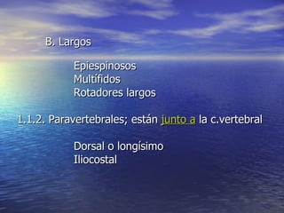 B. Largos Epiespinosos Multífidos Rotadores largos  1.1.2. Paravertebrales; están  junto a  la c.vertebral Dorsal o longísimo Iliocostal 