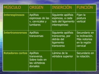 Secundario en la rotación. Lámina de la vértebra superior Apófisis transversa. Sobre todo en las vértebras dorsales Rotadores cortos Secundario en la inclinación. Más notorios en la región cervical Siguiente apófisis transversa, por detrás del ligamento transverso Apófisis transversas Intertransversos Fijan la postura vertical Siguiente apófisis espinosa, a cada lado del ligamento interespinoso Apófisis espinosas de las v. cervicales y lumbares Interespinosos FUNCIÓN INSERCIÓN ORIGEN MÚSCULO 
