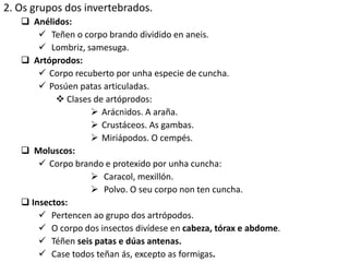 2. Os grupos dos invertebrados.
 Anélidos:
 Teñen o corpo brando dividido en aneis.
 Lombriz, samesuga.
 Artóprodos:
 Corpo recuberto por unha especie de cuncha.
 Posúen patas articuladas.
 Clases de artóprodos:
 Arácnidos. A araña.
 Crustáceos. As gambas.
 Miriápodos. O cempés.
 Moluscos:
 Corpo brando e protexido por unha cuncha:
 Caracol, mexillón.
 Polvo. O seu corpo non ten cuncha.
 Insectos:
 Pertencen ao grupo dos artrópodos.
 O corpo dos insectos divídese en cabeza, tórax e abdome.
 Téñen seis patas e dúas antenas.
 Case todos teñan ás, excepto as formigas.
 