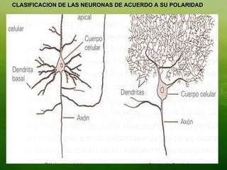 CLASIFICACION DE LAS NEURONAS DE ACUERDO A SU POLARIDAD 