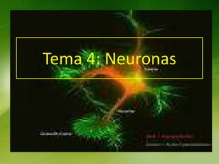 Tema 4: Neuronas 