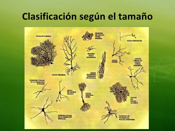 Resultado de imagen para clasificacion de la neurona segun su tamano