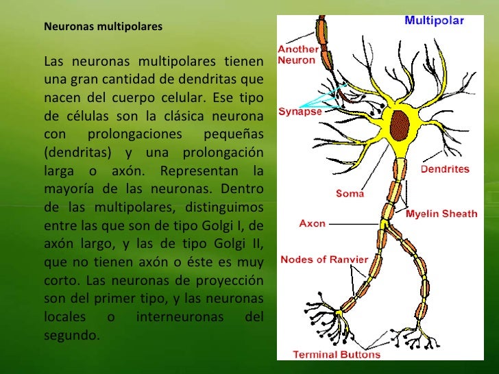 pix Neurona Polar Bipolar Y Multipolar tema 4 neuronas
