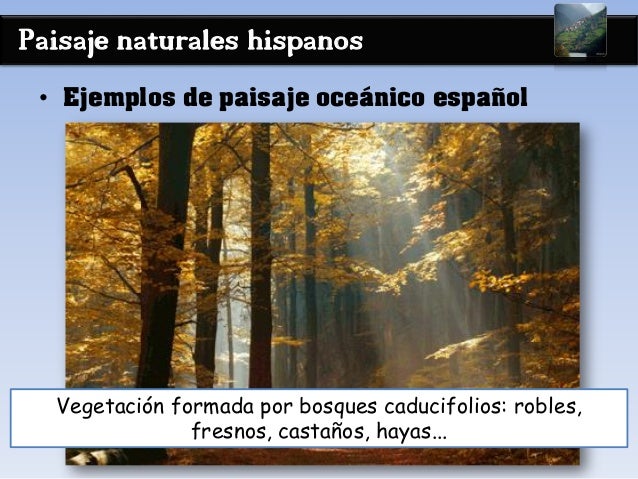 Paisaje naturales hispanos
• Ejemplos de paisaje oceánico español
Vegetación formada por bosques caducifolios: robles,
fre...