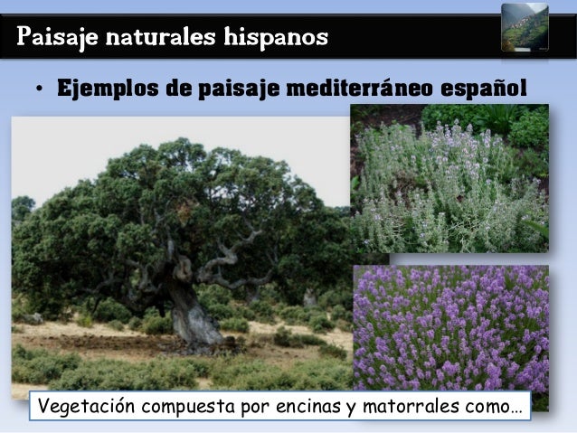 Paisaje naturales hispanos
• Ejemplos de paisaje mediterráneo español
Vegetación compuesta por encinas y matorrales como…
 