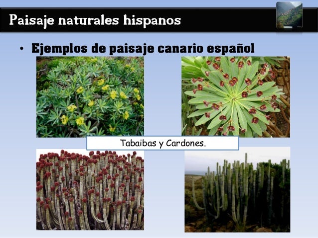 Paisaje naturales hispanos
• Ejemplos de paisaje canario español
Tabaibas y Cardones.
 