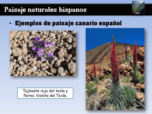 Paisaje naturales hispanos
• Ejemplos de paisaje canario español
Tajinaste rojo del teide y
flores. Violeta del Teide.
 
