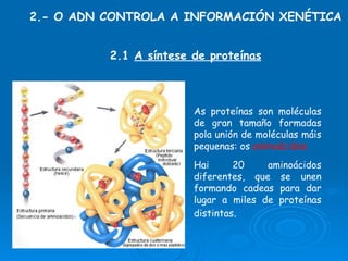 2.- O ADN CONTROLA A INFORMACIÓN XENÉTICA 2.1  A síntese de proteínas As proteínas son moléculas de gran tamaño formadas pola unión de moléculas máis pequenas: os  aminoácidos. Hai 20 aminoácidos diferentes, que se unen formando cadeas para dar lugar a miles de proteínas distintas . 