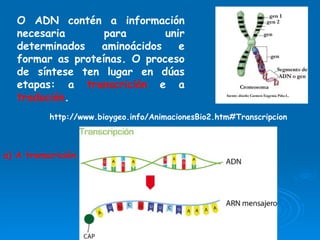 O ADN contén a información necesaria para unir determinados aminoácidos e formar as proteínas. O proceso de síntese ten lugar en dúas etapas: a  transcrición  e a  tradución . a) A transcrición http://www.bioygeo.info/AnimacionesBio2.htm#Transcripcion 