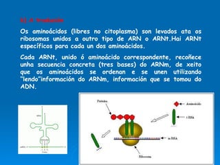 b) A tradución Os aminoácidos (libres no citoplasma) son levados ata os ribosomas unidos a outro tipo de ARN o ARNt.Hai ARNt específicos para cada un dos aminoácidos. Cada ARNt, unido ó aminoácido correspondente, recoñece unha secuencia concreta (tres bases) do ARNm, de xeito que os aminoácidos se ordenan e se unen utilizando “lendo”información do ARNm, información que se tomou do ADN. 