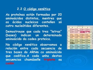 2.2  O código xenético As proteínas están formadas por 20 aminoácidos distintos, mentres que os ácidos nucleicos conteñen só catro nucleótidos diferentes.  Demostrouse que cada tres “letras” (bases) indican un determinado aminoácido da cadea proteica. No código xenético observamos a relación entre cada secuencia de tres bases do ARNm co aminoácido que codifica.A cada unha destas secuencias chamáselle  triplete  ou  codón 