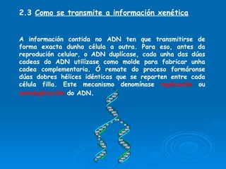 2.3  Como se transmite a información xenética A información contida no ADN ten que transmitirse de forma exacta dunha célula a outra. Para eso, antes da reprodución celular, o ADN duplícase, cada unha das dúas cadeas do ADN utilízase como molde para fabricar unha cadea complementaria. Ó remate do proceso formáronse dúas dobres hélices idénticas que se reparten entre cada célula filla. Este mecanismo denomínase  replicación  ou  autoduplicación  do ADN . 