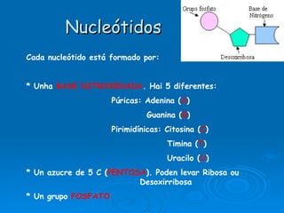 Nucleótidos Cada nucleótido está formado por:  * Unha  BASE NITROXENADA . Hai 5 diferentes: Púricas: Adenina ( A )   Guanina ( G ) Pirimidínicas: Citosina ( C )    Timina ( T )    Uracilo ( U ) * Un azucre de 5 C ( PENTOSA ). Poden levar Ribosa ou  Desoxirribosa * Un grupo  FOSFATO 