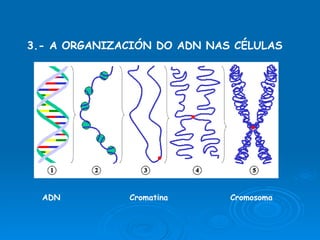 3.- A ORGANIZACIÓN DO ADN NAS CÉLULAS ADN  Cromatina  Cromosoma  