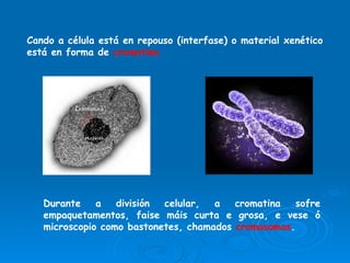 Cando a célula está en repouso (interfase) o material xenético está en forma de  cromatina Durante a división celular, a cromatina sofre empaquetamentos, faise máis curta e grosa, e vese ó microscopio como bastonetes, chamados  cromosomas . 