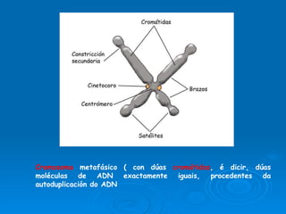 Cromosoma  metafásico ( con dúas  cromátidas , é dicir, dúas moléculas de ADN exactamente iguais, procedentes da autoduplicación do ADN 