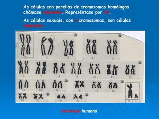 As células con parellas de cromosomas homólogos chámase  diploides . Represéntase por  2n . As células sexuais, con  n  cromosomas, son células  haploides . Cariotipo  humano 