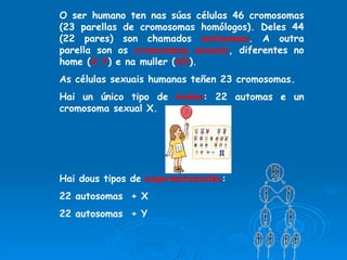 O ser humano ten nas súas células 46 cromosomas (23 parellas de cromosomas homólogos). Deles 44 (22 pares) son chamados  autosomas . A outra parella son os  cromosomas sexuais , diferentes no home ( X Y ) e na muller ( XX ). As células sexuais humanas teñen 23 cromosomas. Hai un único tipo de  óvulos : 22 automas e un cromosoma sexual X. Hai dous tipos de  espermatozoides : 22 autosomas  + X 22 autosomas  + Y 