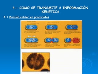 4.- COMO SE TRANSMITE A INFORMACIÓN XENÉTICA 4.1  División celular en procariotas 