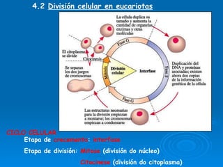 4.2  División celular en eucariotas CICLO CELULAR Etapa de  crecemento :  interfase Etapa de división:  Mitose  (división do núcleo) Citocinese  (división do citoplasma) 
