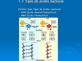 1.2  Tipos de ácidos nucleicos Existen dous tipos de ácidos nucleicos: - ADN (ácido desoxirribonucleico) - ARN (ácido ribonucleico) 