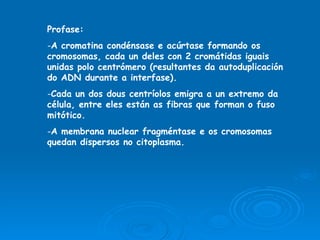 Profase: A cromatina condénsase e acúrtase formando os cromosomas, cada un deles con 2 cromátidas iguais unidas polo centrómero (resultantes da autoduplicación do ADN durante a interfase). Cada un dos dous centríolos emigra a un extremo da célula, entre eles están as fibras que forman o fuso mitótico. A membrana nuclear fragméntase e os cromosomas quedan dispersos no citoplasma. 