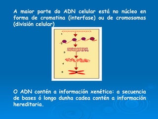 A maior parte do ADN celular está no núcleo en forma de cromatina (interfase) ou de cromosomas (división celular) O ADN contén a información xenética: a secuencia de bases ó longo dunha cadea contén a información hereditaria. 