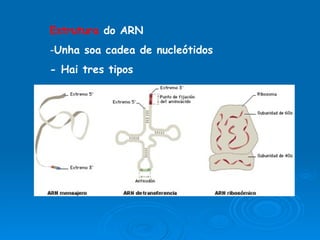 Estrutura  do ARN Unha soa cadea de nucleótidos - Hai tres tipos 