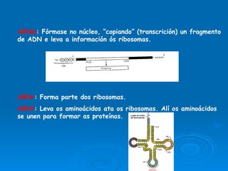 ARNm : Fórmase no núcleo, “copiando” (transcrición) un fragmento de ADN e leva a información ós ribosomas. ARNr : Forma parte dos ribosomas. ARNt : Leva os aminoácidos ata os ribosomas. Alí os aminoácidos se unen para formar as proteínas. 