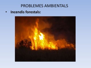 PROBLEMES AMBIENTALS
• Incendis forestals:

 