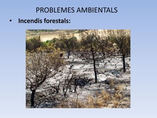PROBLEMES AMBIENTALS
• Incendis forestals:

 