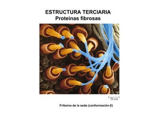 Friboina de la seda (conformación   ) ESTRUCTURA TERCIARIA Proteínas fibrosas 