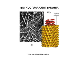 ESTRUCTURA CUATERNARIA Virus del mosaico del tabaco 