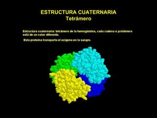 ESTRUCTURA CUATERNARIA Tetrámero 