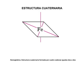 ESTRUCTURA CUATERNARIA Hemoglobina. Estructura cuaternaria formada por cuatro cadenas iguales dos a dos 