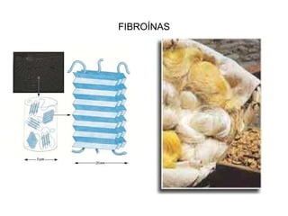 FIBROÍNAS 