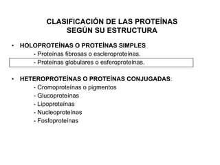 CLASIFICACIÓN DE LAS PROTEÍNAS SEGÚN SU ESTRUCTURA HOLOPROTEÍNAS O PROTEÍNAS SIMPLES - Proteínas fibrosas o escleroproteínas. - Proteínas globulares o esferoproteínas. HETEROPROTEÍNAS O PROTEÍNAS CONJUGADAS : - Cromoproteínas o pigmentos - Glucoproteínas - Lipoproteínas - Nucleoproteínas - Fosfoproteínas 