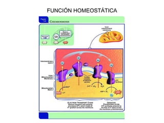 FUNCIÓN HOMEOSTÁTICA 