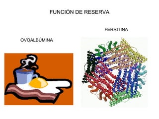 FUNCIÓN DE RESERVA OVOALBÚMINA FERRITINA 