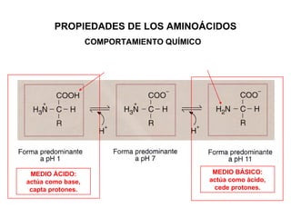 COMPORTAMIENTO QUÍMICO PROPIEDADES DE LOS AMINOÁCIDOS MEDIO ÁCIDO: actúa como base, capta protones. MEDIO BÁSICO: actúa como ácido, cede protones. 