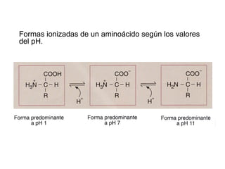 Formas ionizadas de un aminoácido según los valores del pH. 