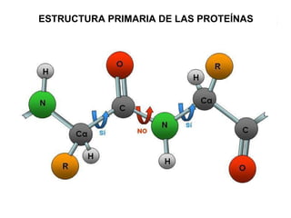ESTRUCTURA PRIMARIA DE LAS PROTEÍNAS 