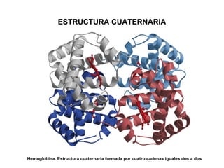 ESTRUCTURA CUATERNARIA Hemoglobina. Estructura cuaternaria formada por cuatro cadenas iguales dos a dos 