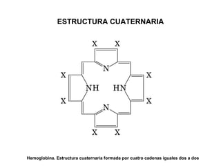 ESTRUCTURA CUATERNARIA Hemoglobina. Estructura cuaternaria formada por cuatro cadenas iguales dos a dos 